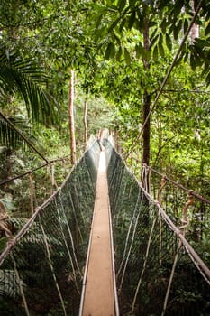 a suspension bridge made of ropes and wood in the rainforest naturally tropical environment