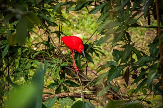 red ibis scharlachsichler in the tropics in its natural habitat