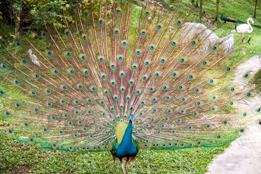 colorful male peacock with big plumage in the park garden nature bird animals