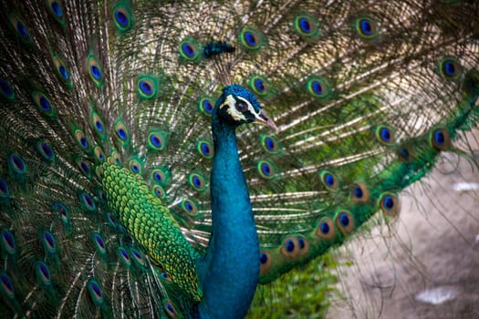 colorful male peacock with big plumage in the park garden nature bird animals