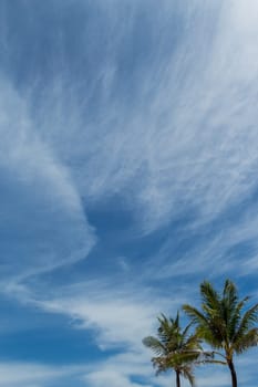 Tropical green coconut trees in Bali in front of blue sky with small clouds