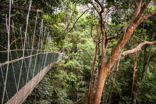 a suspension bridge made of ropes and wood in the rainforest naturally tropical environment