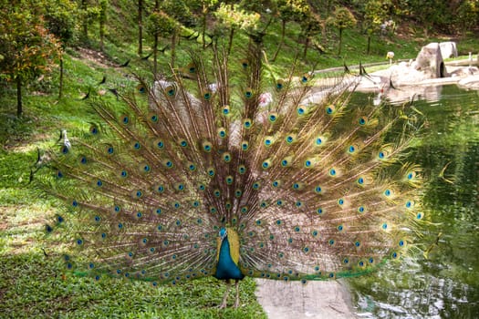 colorful male peacock with big plumage in the park garden nature bird animals