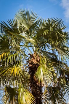 Tropical green coconut trees in Bali in front of blue sky with small clouds