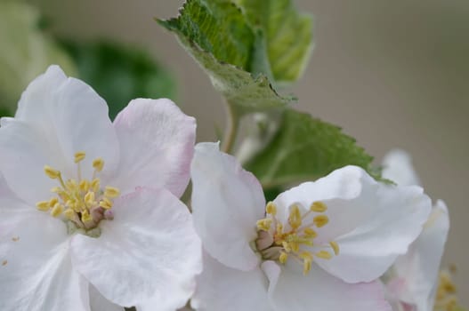 apple blossom