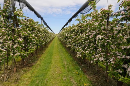 apple blossom