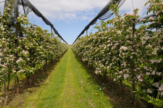 apple blossom