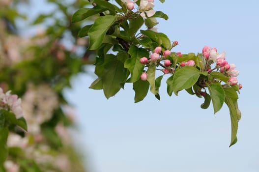 apple blossom