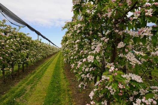 apple blossom