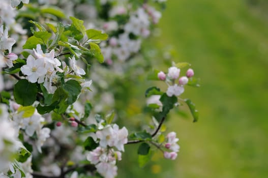 apple blossom
