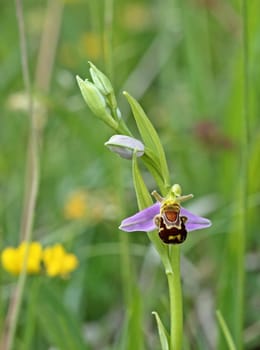 Bee Ragwurz (Ophrys apifera)
