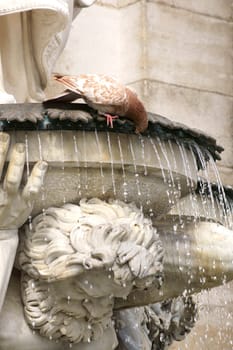 Vienna,Austria - March 31,2014: A pigeon drinks at a fountain in front of the Albertina Art Museum on March 31,2014 in Vienna.