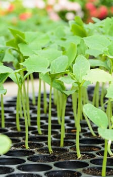 Young plant in nursery