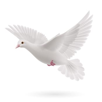 Realistic white dove on white background. Symbol of peace
