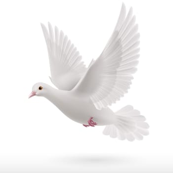 Flying white dove on white background as symbol of peace