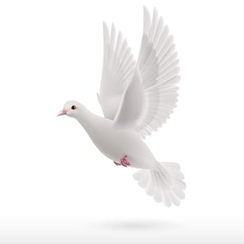 Realistic white dove flying on white background. Symbol of peace