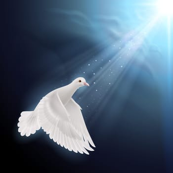 White dove flying in sunlight against dark  blue sky. Symbol of peace and hope