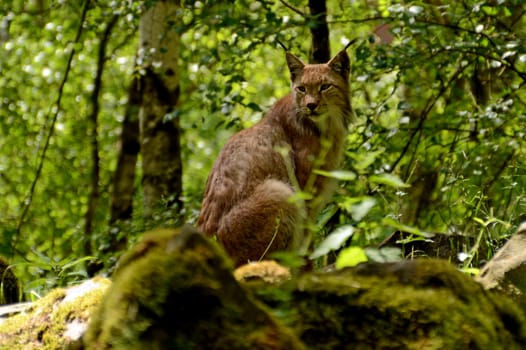 Lynx