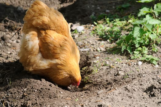 brahma chicken
