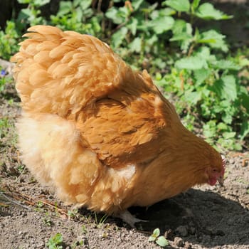 brahma chicken