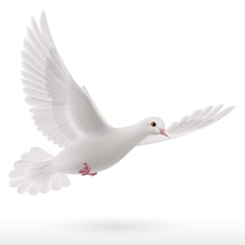 White dove flying on white background. Symbol of peace