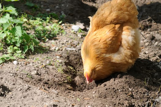brahma chicken