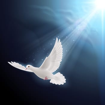 White dove flying in sunlight against dark  blue sky. Symbol of peace