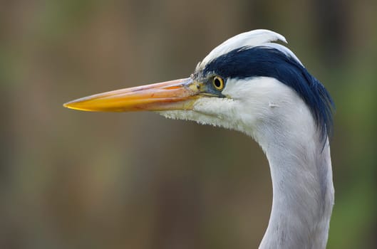 Heron Portrait