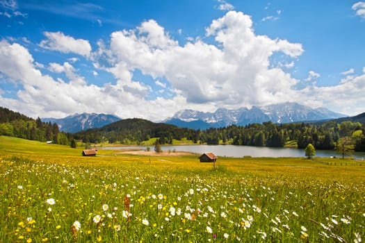 Flower meadow in the foothills of the Alps