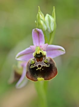 Bumblebee Ragwurz (Ophrys holoserica)