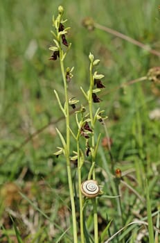 Heath snail at Fly ragwurz