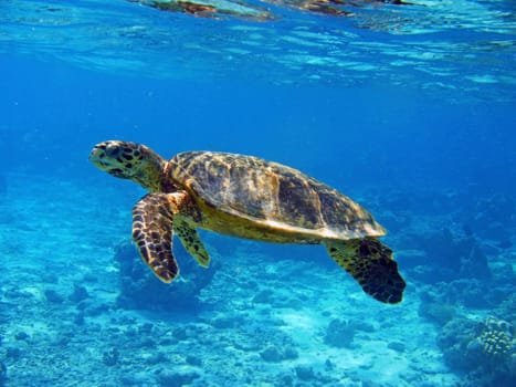Real Loggerhead Turtle - Underwater Shot