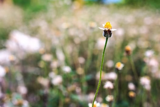 alone flower grass in meadow