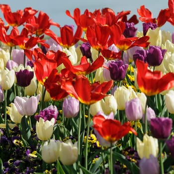 Tulips