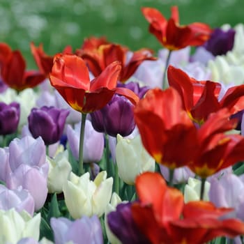 Tulips