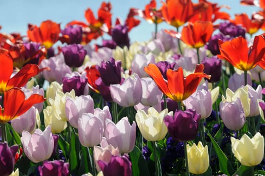 Tulips