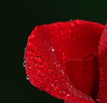 Red rose with lots of water drops. Macro