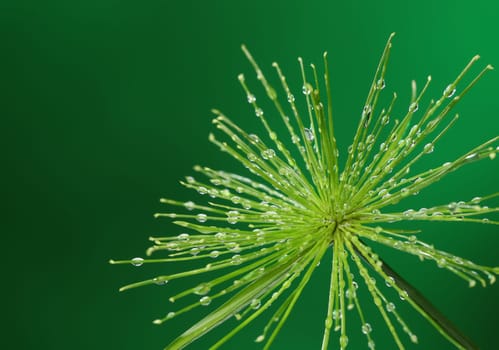 Fresh plant with water drops on green background