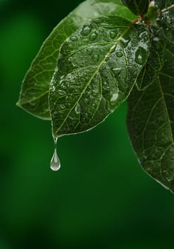 Fresh leaf with water drop falling. Natural background