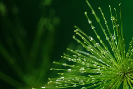 Fresh plant with water drops on green background