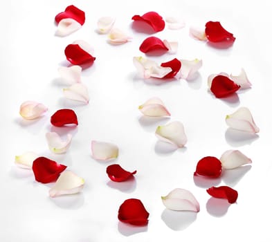 Lots of rose petals over white background