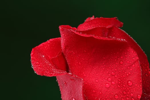 Red rose with lots of water drops. Macro