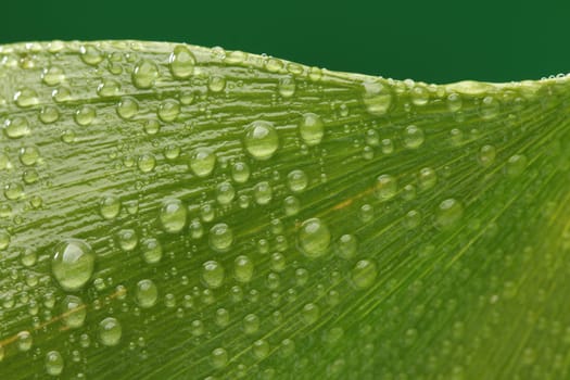Beautiful green leaf with drops of water