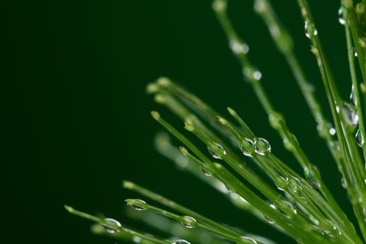 Fresh plant with water drops on green background