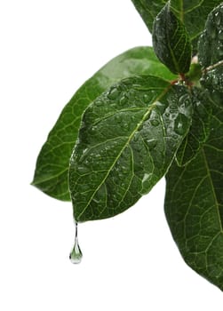 Fresh leaf with water drop falling. white background