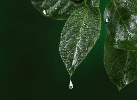 Fresh leaf with water drop falling. Natural background