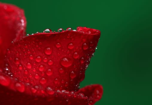 Red rose with lots of water drops. Macro