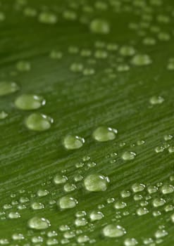 Beautiful green leaf with drops of water