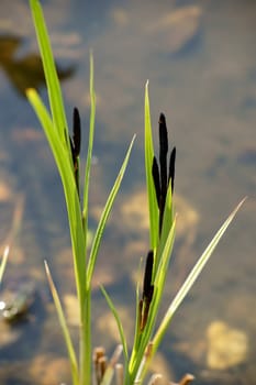 The photograph of reed grass in a garden pond.