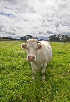 Charolais cattle are a beef breed of cattle (Bos taurus) which originated in Charolais, around Charolles, in France. They are raised for their meat and are known for their composite qualities when crossed with other breeds, most notably Angus and Hereford cattle.